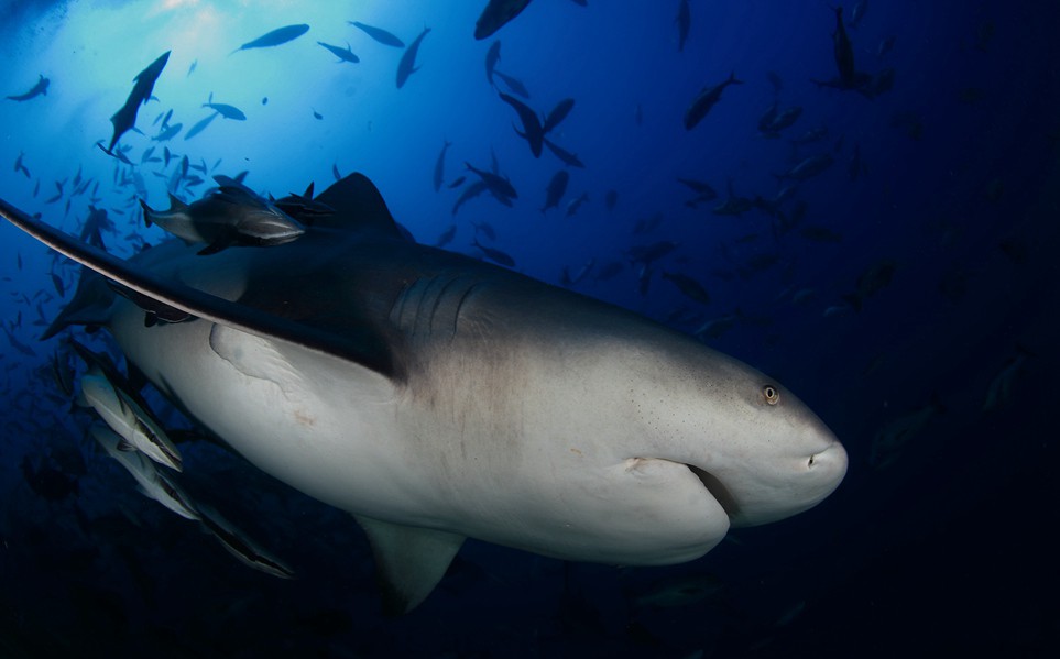 杜锦恩作品:斐济公牛鲨