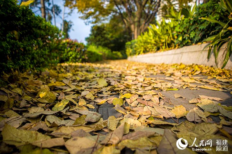 高清:福州试点落叶景观路 打造浪漫城市景观