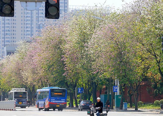 福州羊蹄甲竞相开放 工业路变身"花海"