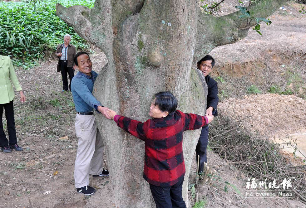 福州:三个人才能合抱一棵芒果树 专家称树龄应