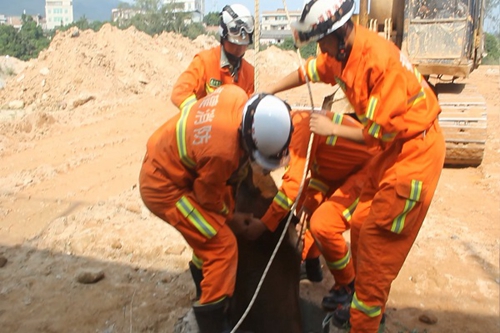 黄牛掉进下水道 南安消防救出