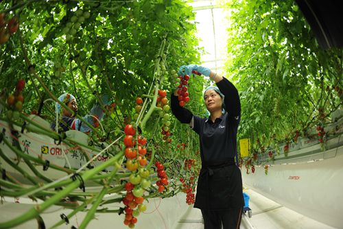 光泽丰圣农业智能温室蔬菜种植大棚提前建成投
