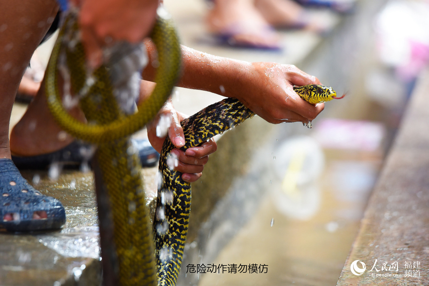 因為天氣太熱，蛇容易不適，在“蛇節”當天，取出蛇后，大家紛紛給蛇沖水，幫其降溫。余杉芳攝