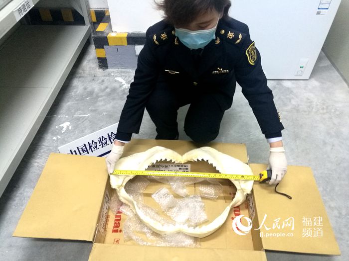 福州机场口岸首次截获鲨鱼下颚标本 已依法销