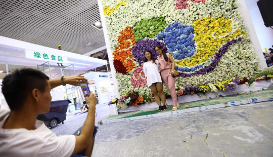 主賓省雲南館1.5萬朵鮮花打造花牆迎賓