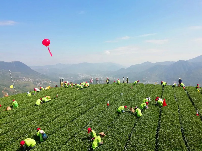 百名采茶工在茶园采摘比赛用的茶青