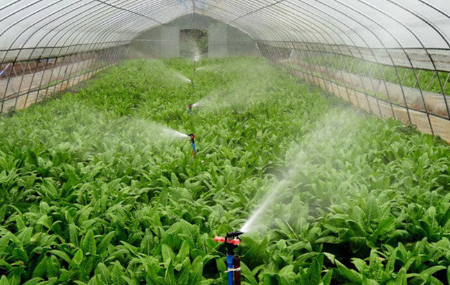 莆田利農公司：引進先進水肥一體化設備 實現高效節水灌溉