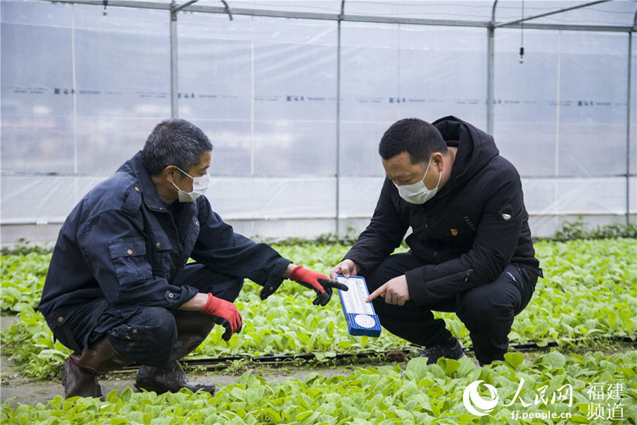 黨員干部在大棚中指導村民種植煙葉需要的溫度與濕度。  董觀生攝