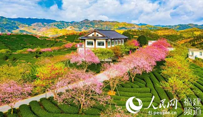 永福樱花园风景。厦门广电供图