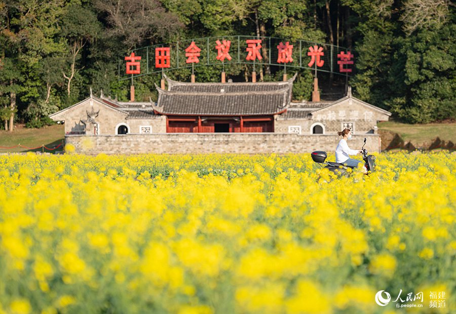 龙岩上杭古田会议旧址前油菜花盛开 刘艳晖摄