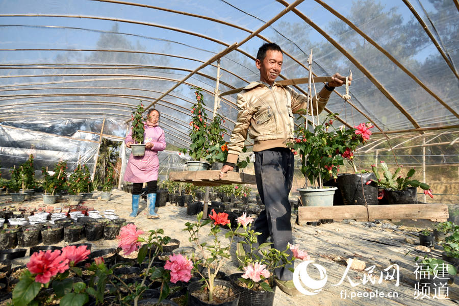 德化县龙浔镇丁墘村一组脱贫户林生平，在自家的花圃里精选了几盆花，准备挑到城里去销售。 许华森摄