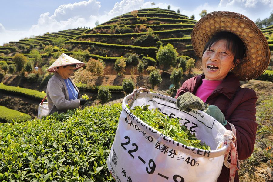 周寧縣瑪坑鄉首章村智慧有機茶園，茶農在採摘春茶 黃起青 攝