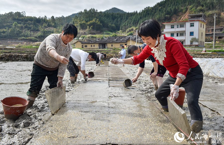 在福建省泉州市永春縣湖洋鎮玉柱村，當地農民在育秧苗。康慶平 攝