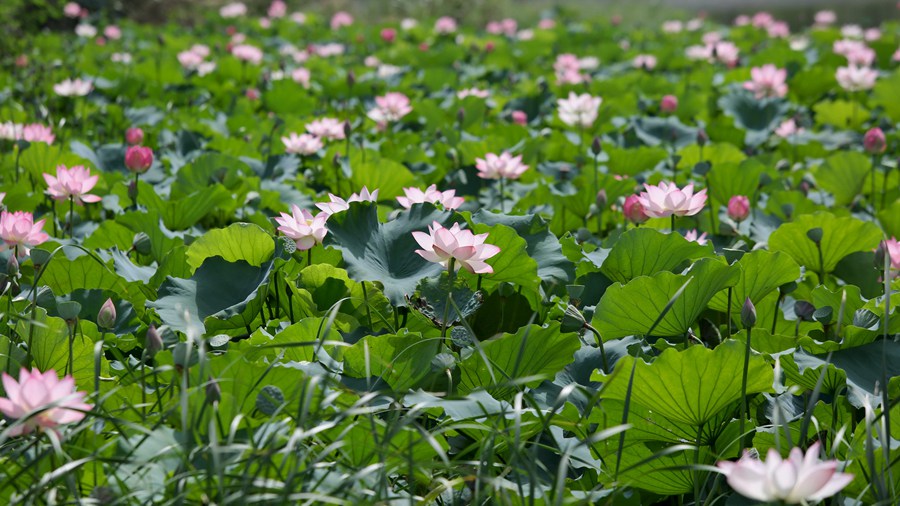 一池粉荷。林依妮攝