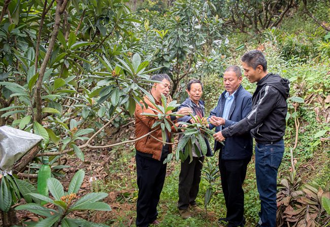 苏天恭(右二)在指导村民如何给枇杷树梳花.康庆平摄