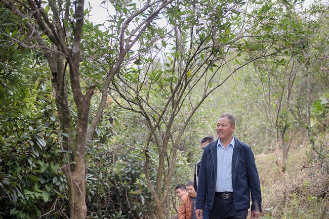 苏天恭(前一)和当地群众行走在桂花园里.康庆平摄