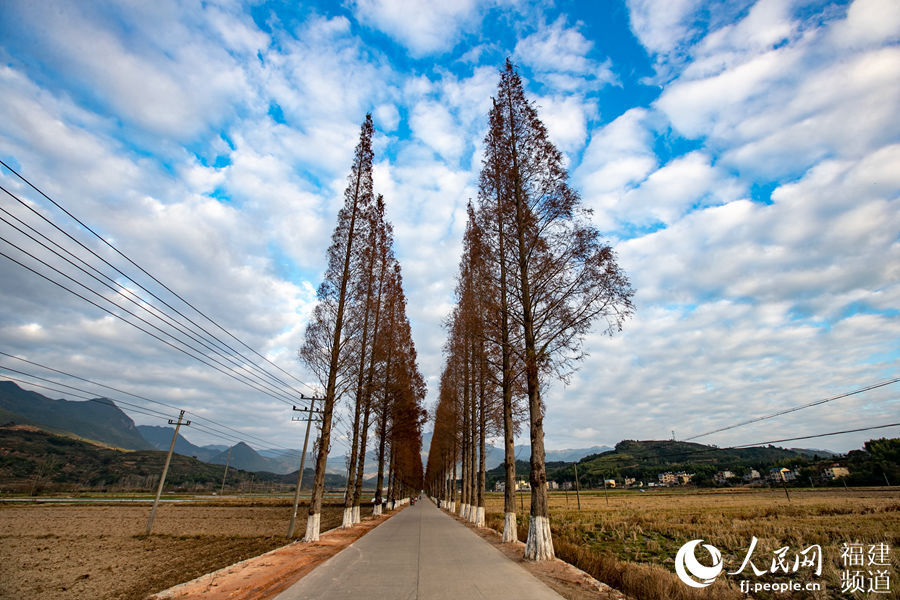 12月22日，鬆溪縣茶平鄉通往官路村的公路成了一道靚麗的風景線。 人民網 余杉芳 攝