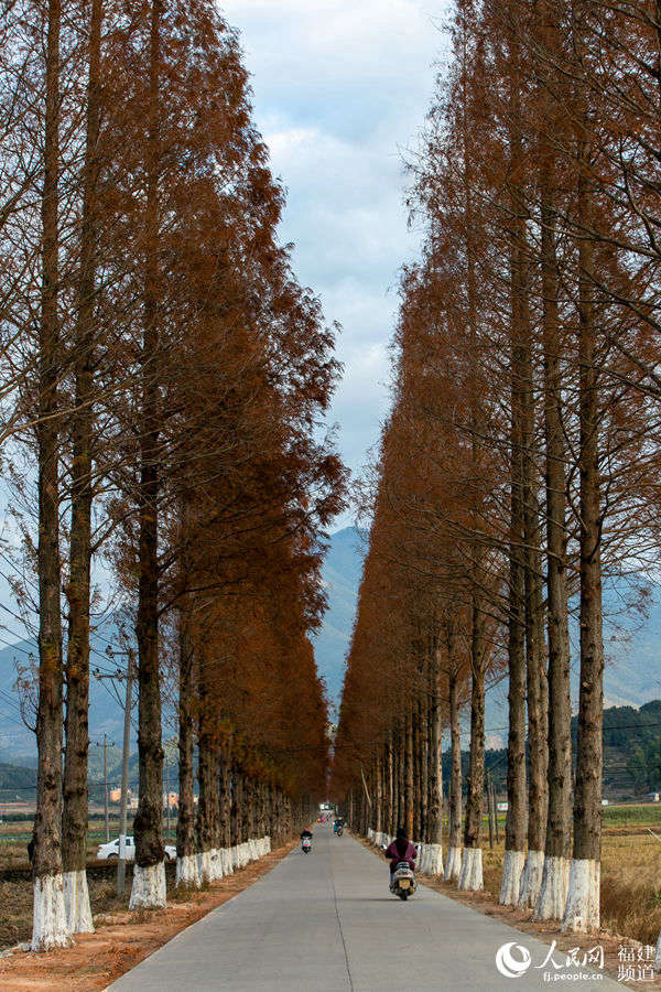 長達兩公裡的道路兩旁整齊排列的紅杉樹。葉性輝 攝