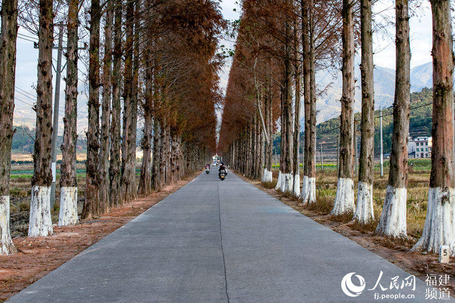 鬆溪縣茶平鄉通往官路村的公路成了一道靚麗的風景線。葉性輝 攝