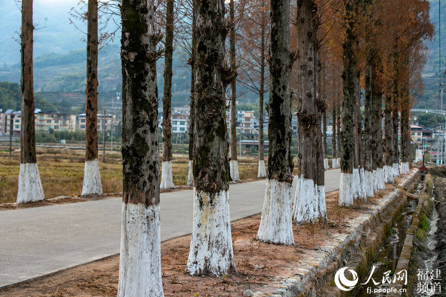 鬆溪縣茶平鄉通往官路村的公路成了一道靚麗的風景線。葉性輝 攝