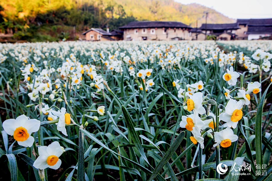 與不遠處土樓相襯映，水仙花田美不勝收。張志堅 攝