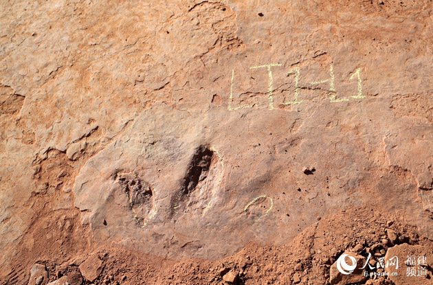 福建龙岩市上杭县临城镇发现大规模晚白垩世恐龙足迹群化石