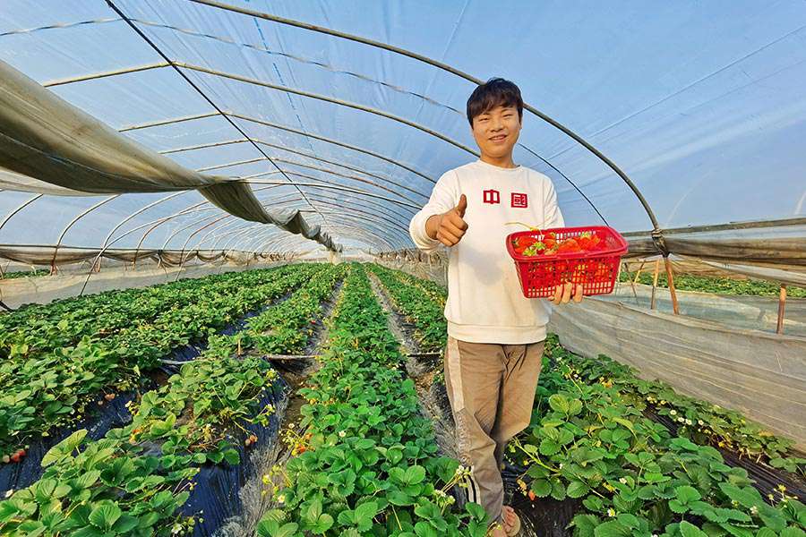 南平市建陽區扁溪村的果農展示剛從地裡採摘的新鮮草莓。鄭藝姝攝