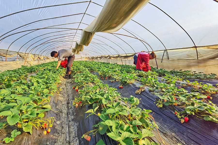 果農在地裡採摘草莓。鄭藝姝攝