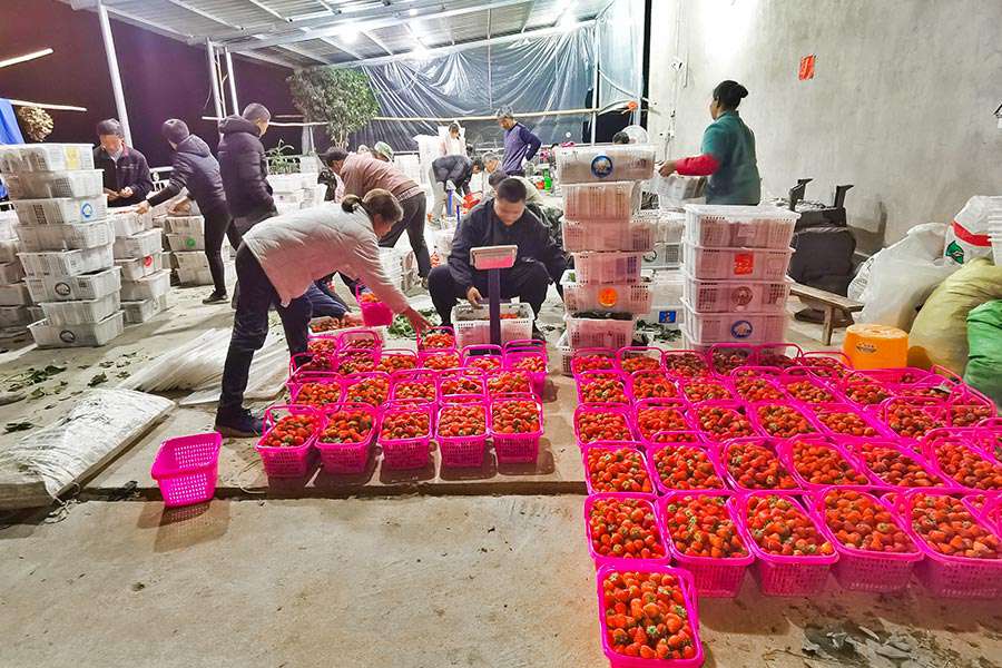 參加村裡草莓合作社的種植戶們輪流值班，為大家提供過稱、登記、統一發貨等服務。鄭藝姝攝