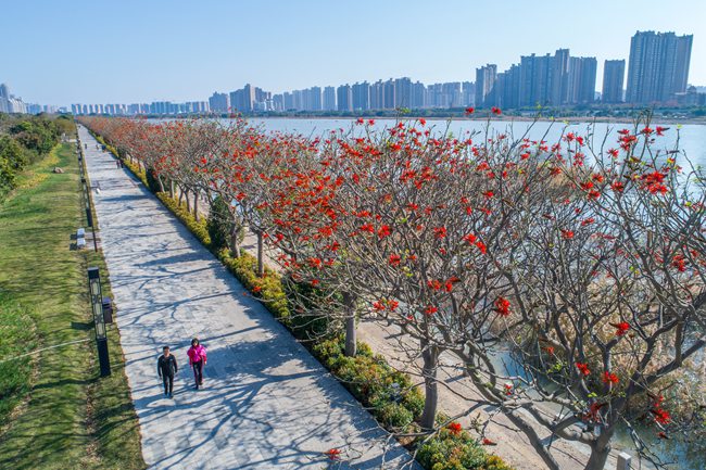 泉州市區北濱江公園火紅的刺桐花競相開放。