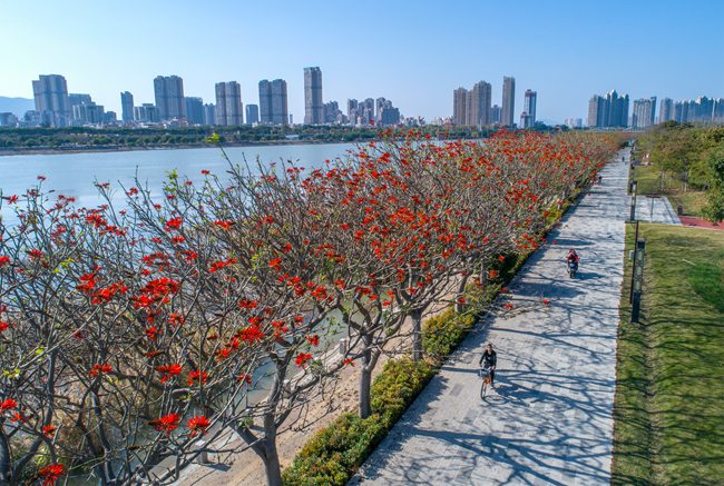 泉州市區北濱江公園火紅的刺桐花競相開放。