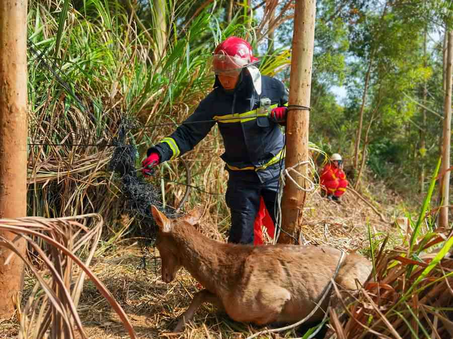 在福建平潭，国家一级保护动物梅花鹿被困，获成功解救。平潭消防支队供图