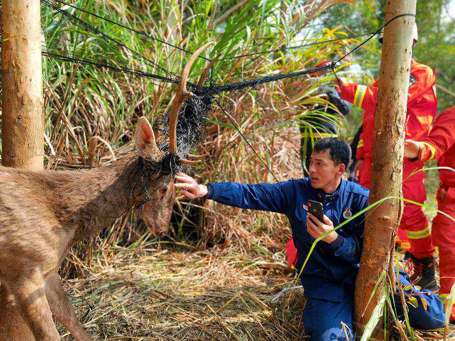 在福建平潭，国家一级保护动物梅花鹿被困，获成功解救。平潭消防支队供图
