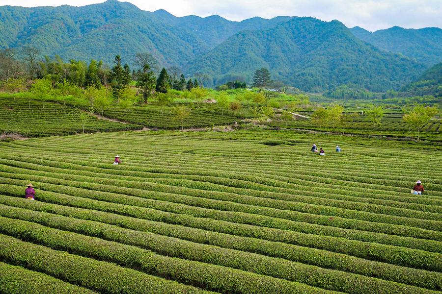 茶農腰挎茶簍，穿行在生機盎然的茶園裡採摘春茶。黃尉峰攝
