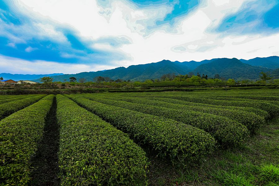 550畝生態茶園內，茶樹吐露新芽。黃尉峰攝