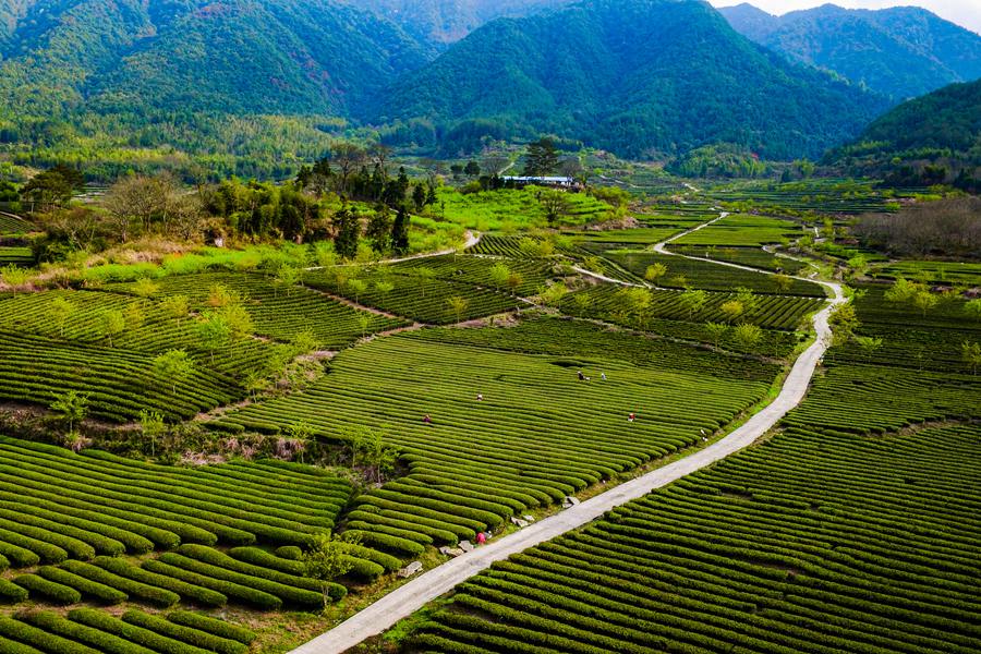 當地主要種植紅茶、綠茶、白茶。黃尉峰攝