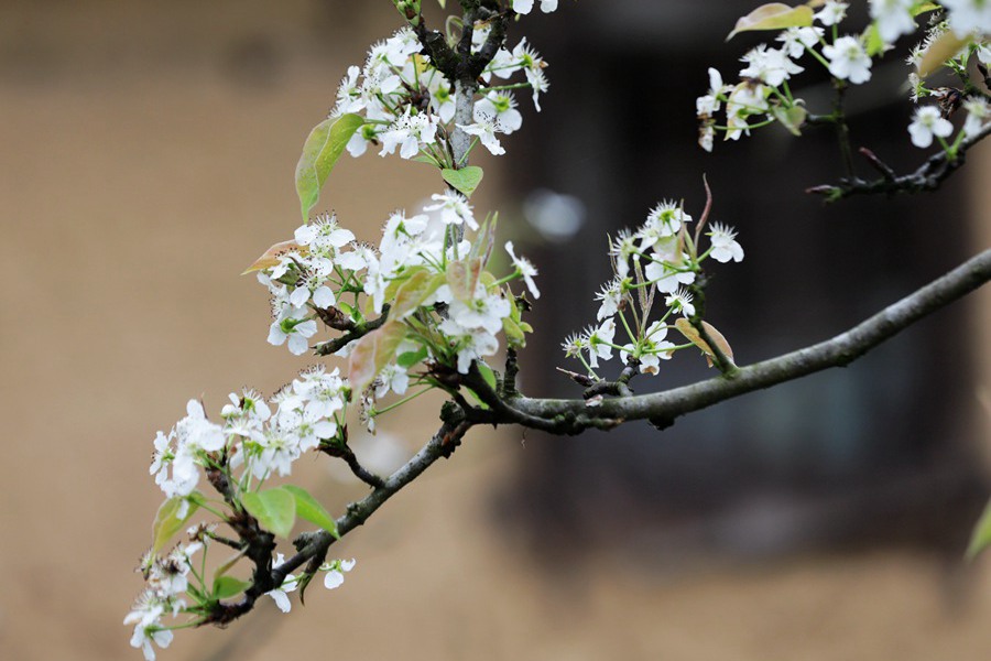 福建省南平市光澤縣李坊鄉管蜜村千畝梨花吐蕊綻蕾。傅賢斌攝