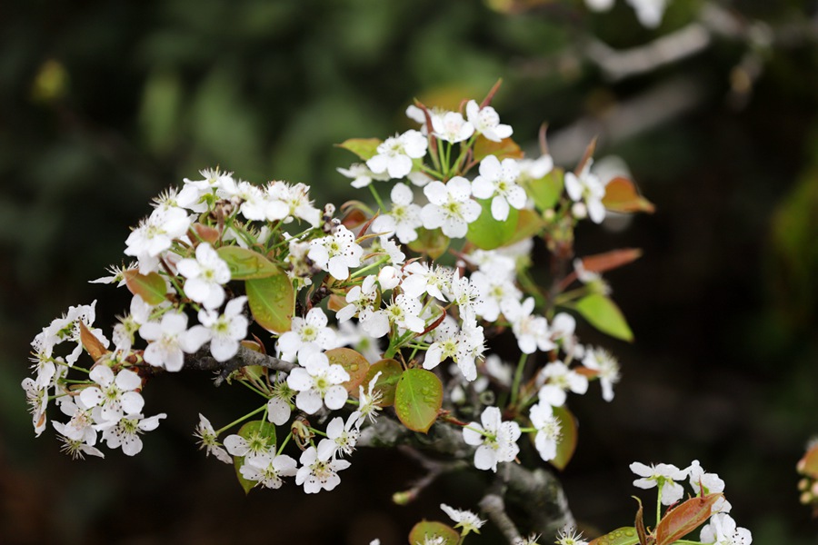 福建南平光澤縣管蜜村素有“神山秀水溢粹，仙茶蜜梨流芳”的美稱。傅賢斌攝