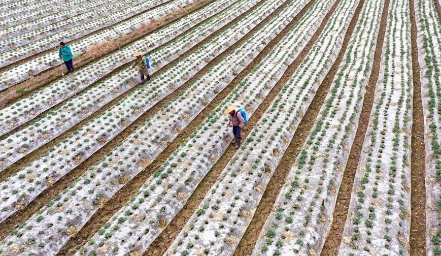 顺昌县大历镇下坑村农民在管护高标准农田轮作种植的蔬菜