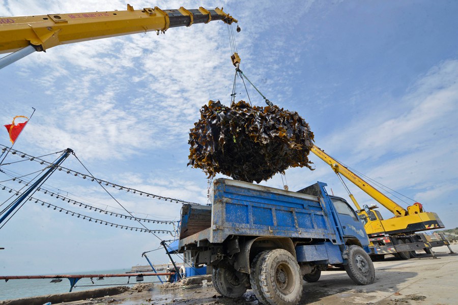 5月11日，在福建省泉州市泉港区峰尾镇的石狗尾码头，工人正在装吊准备晾晒的海带。林弘�v摄
