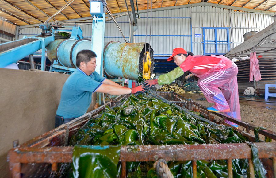 5月11日，在福建省泉州市泉港区后龙镇鸿兴海藻专业合作社内，工人正在准备装吊转移加工中的海带半成品。林弘�v摄
