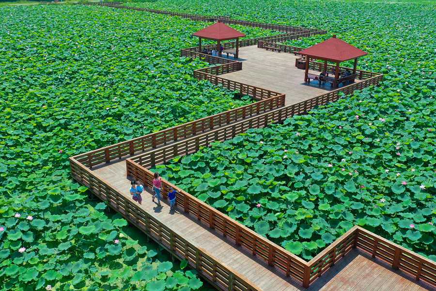近日，福建漳州英橋花海荷花漸次綻放，引市民游客來觀賞。李杰攝