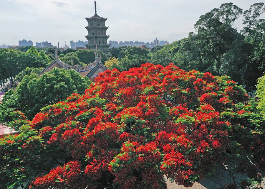 泉州开元寺内的凤凰木花开正艳，火红夺目，成为夏日美景。