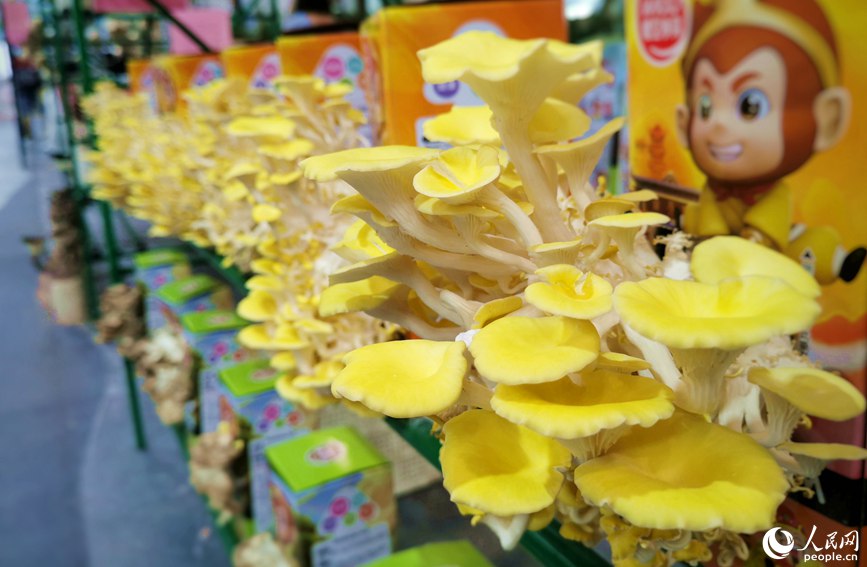 色彩亮丽的食用菌――黄金菇。人民网 林盈摄