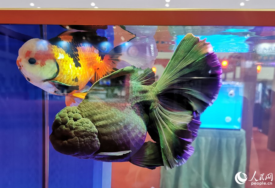 չ����չ���Ľ��㡣������ ��ӯ��