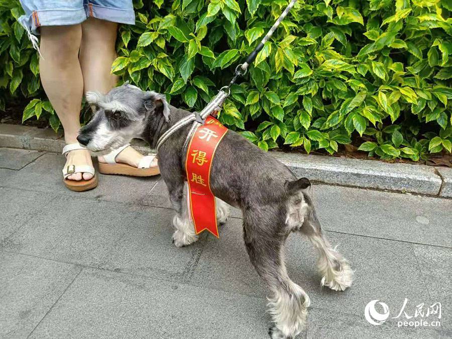 在廈門一中思明區考點外，考生家長牽著身戴“旗開得勝”布條的寵物狗，為參加高考的孩子加油打氣。人民網 陳博攝