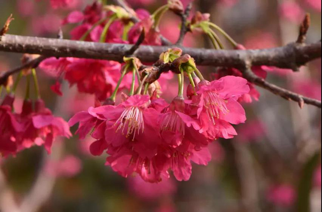 福建6个山樱花品种获国家植物新品种权