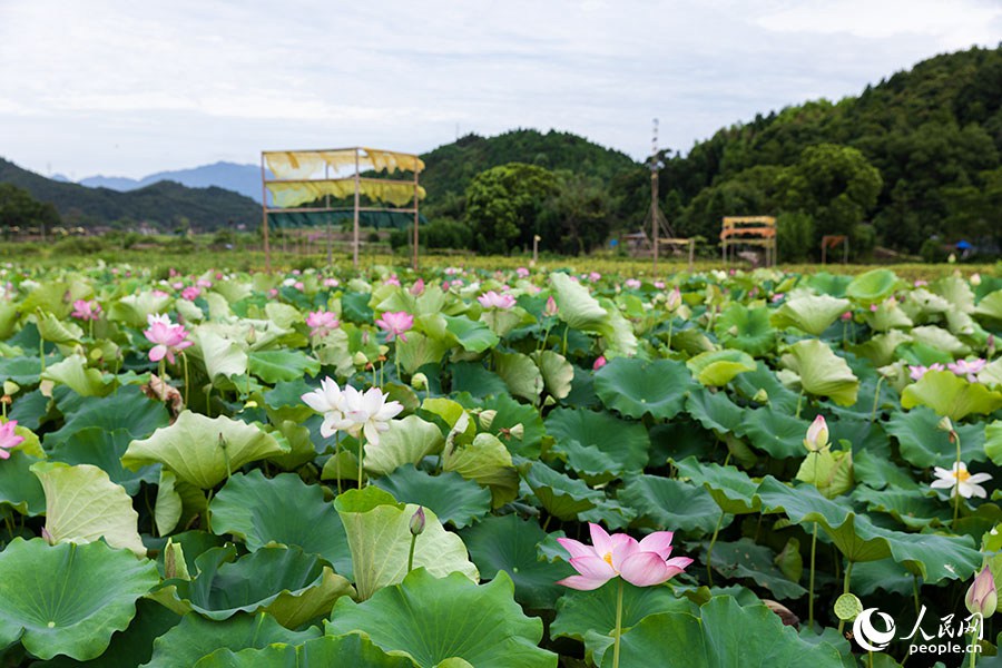 农作物废料变身“植染艺术品”,把福建这个乡村装扮成艺术馆!