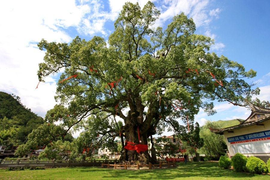 “中国最美樟树”，位于泉州市德化县，树龄1300余年，胸围16.7米，树高25.5米，冠幅37.4米。古树如擎天大伞，庇荫人间大地，被评为“福建樟树王”。庄晨辉摄