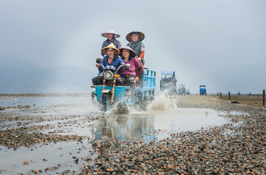 “蟶”風破浪的蟶農們。